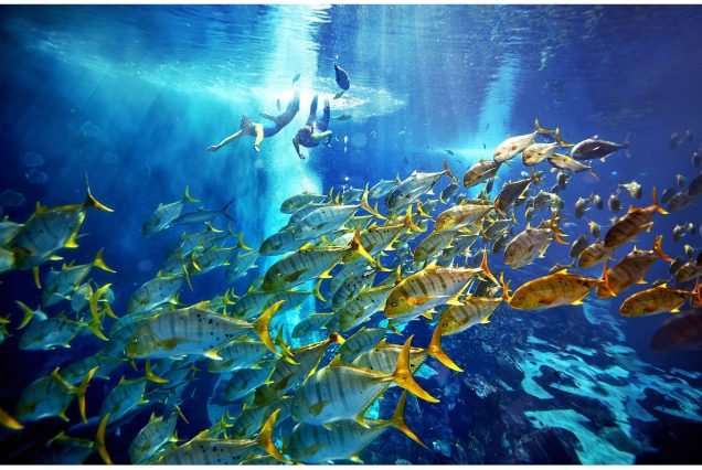 The Lost Chambers Aquarium